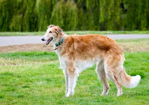 世界十大狩獵名犬排行榜，冠軍是俄羅斯獵狼犬