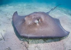 世界上最大的淡水魚，巨型黃貂魚重量達(dá)1噸