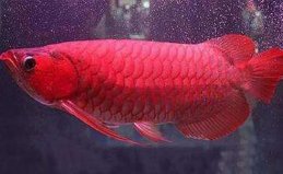 世界十大最貴觀賞魚排名，第一名高達(dá)409萬(wàn)