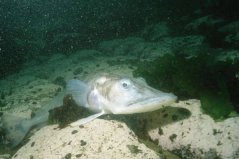 世界最抗凍的一種魚，鱷冰魚能夠在南極生存