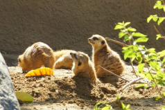 世界最大的野生動物園排名，第一名在美國