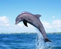 世界智商排名前十動物，海豚、大象均上榜