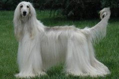 世界上十大毛最長的犬：薩摩耶犬上榜，阿富汗獵犬第一