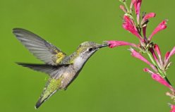 世界上最有趣的動(dòng)物：蜂鳥(niǎo)向后飛，木蛙會(huì)自我冰封