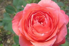 世界傳統(tǒng)四大切花：月季、菊花占據(jù)前兩名