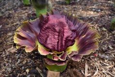 植物界15種奇葩植物排名：你都見過哪幾種？