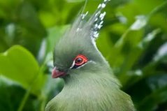 世界最美麗的十種鳥：天堂鳥上榜，孔雀落榜