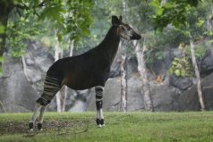 世界最神秘動物：霍加皮是非洲“獨(dú)角獸”