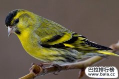 全球十大最受歡迎、最熱門的寵物鳥，黃雀奪冠