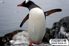 世界上速度最快、能力最強(qiáng)的鳥類大集合