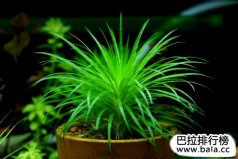 十大美麗的陽(yáng)性水草：迷你谷精排榜首，你有養(yǎng)嗎？