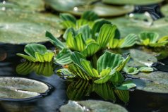 魚(yú)缸上面適合放什么植物：水芙蓉、水葫蘆雙雙入榜