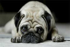 中國四大獵犬：沙皮犬排第一名，川東犬屈居第二