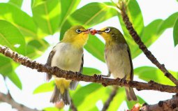 世界上最浪漫的10種動物：海馬、愛情鳥入榜！