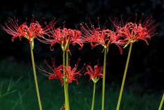 十大不吉利花排行榜：曇花上榜，彼岸花居榜首