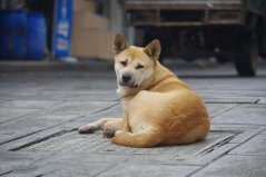 世界上10大人氣最高的寵物狗，中華田園犬奪得第一名