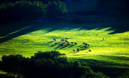 世界四大草原面積排名，全球四大草原排行榜