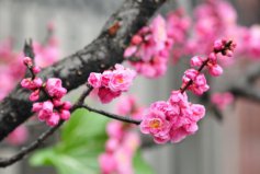 冬季開花的植物排行榜前十名：梅花、垂筒花位列前兩名