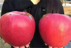 世界上最大的蘋(píng)果：世界一號(hào)蘋(píng)果重達(dá)三斤