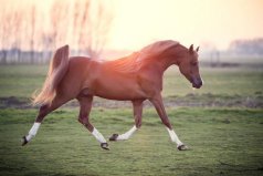 世界上最名貴的馬是什么馬：阿拉伯馬也是最古老的馬種