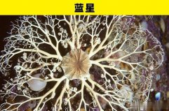 盤點海洋世界里的5大奇幻動物：藍星、海葵均上榜