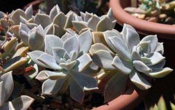 盤點十大便宜的多肉植物排名：朧月、子持白蓮居前兩名