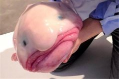 世界上十大奇異動(dòng)物：水滴魚(yú)上榜，你見(jiàn)過(guò)哪幾種？