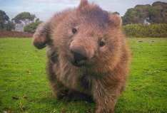 世界上最笨的動物排名前五位：國寶熊貓上榜，豬是假笨