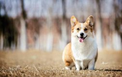 世界十大最萌的狗：哈士奇墊底，柯基犬奪冠