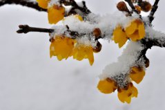 盤點十種在冬天開花的花卉：雪蓮上榜，臘梅花居榜首