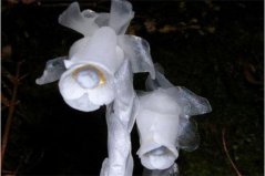 不喜歡陽光的植物有哪些？盤點完全不需要陽光的10種植物