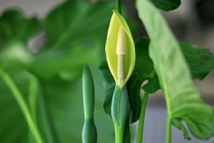 家里適合養(yǎng)什么水生植物？盤點(diǎn)18種室內(nèi)常見水生植物