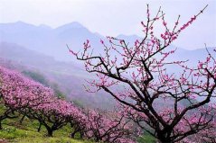 二月開的花有哪些？盤點(diǎn)10種二月開花最美的植物