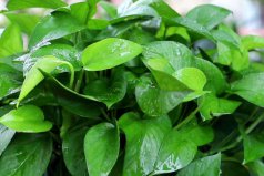 家里養(yǎng)什么綠植凈化空氣？凈化空氣最好的植物排名