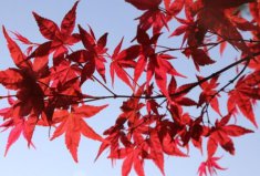 最出名的十大盆景樹種：紅楓、真柏排前兩位