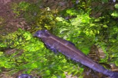 世界十大最奇葩的觀賞魚：四眼魚居榜首，你見過(guò)嗎？
