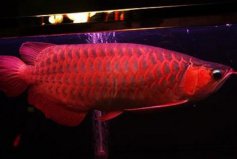 世界十大最貴的觀賞魚，血紅龍價(jià)格高達(dá)上萬(wàn)元