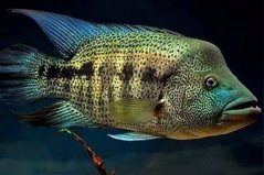 世界十大最兇猛的觀賞魚：鱷雀鱔入榜，道氏火口魚居榜首