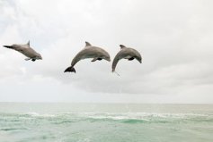 盤點十大睡覺時間最短的動物，海豚、長頸鹿排前兩名