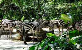 新加坡旅游景點(diǎn)排名前十，新加坡動物園排第一位