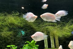 世界十大養(yǎng)不死的熱帶魚，孔雀魚、銀龍魚榜上有名