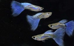 12種最適合懶人養(yǎng)的觀賞魚，孔雀魚排第一位