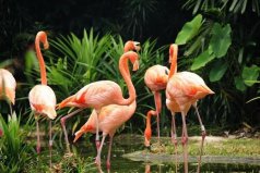 鳥類中“獨(dú)一無(wú)二”的存在——火烈鳥