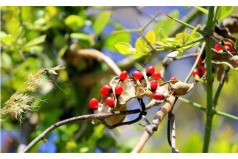 全球十大毒性最強(qiáng)植物：顛茄居第六，念珠豌豆居首